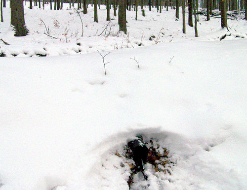 studánka bez jména (1094) - březen 2009