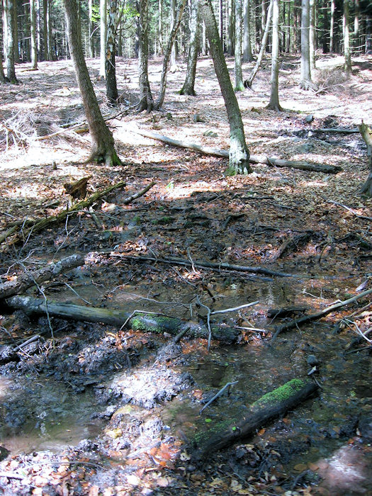 prameniště bez jména (1164) - duben 2009