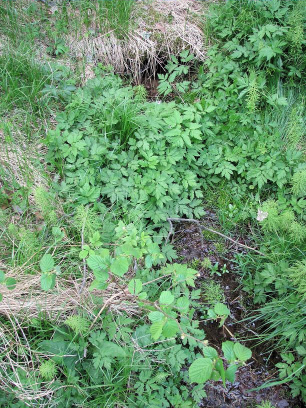 studánka Pod kamenem (1252) - květen 2009