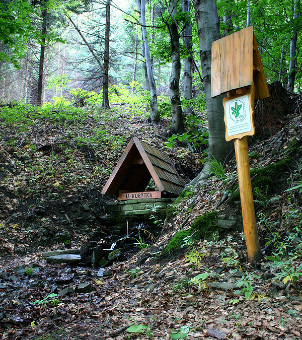 pramen U Korýtka (1369) - červen 2009