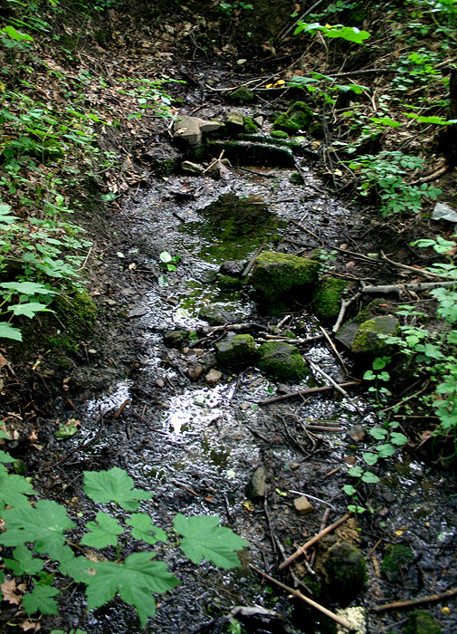 studánka Pod Kozím hřbetem (1428) - červen 2009