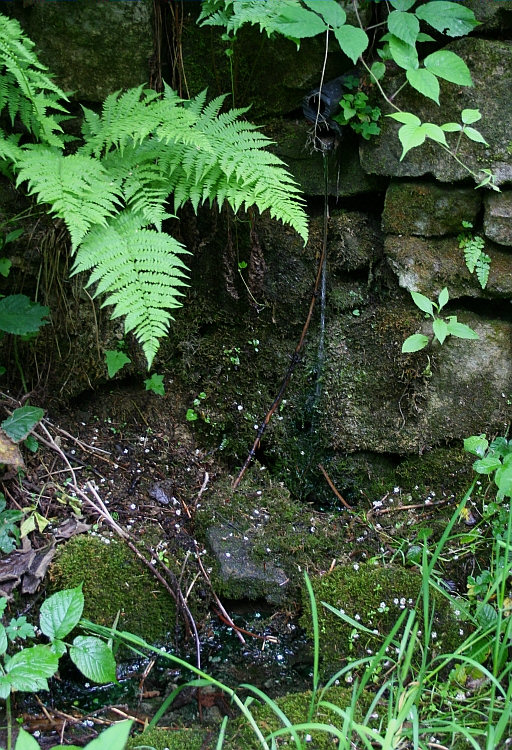 studánka Na Opuštěném (1442) - červen 2009