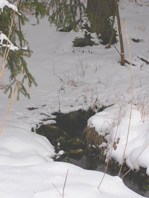 Studánka u Pravdova mlýna (246) - březen 2008