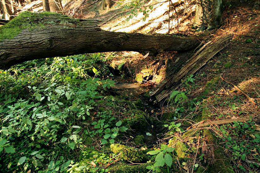 Leschingerova studánka (442) - září 2008