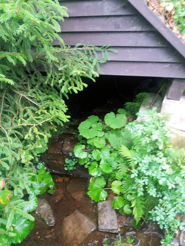 studánka Peregrinka (480) - červen 2020