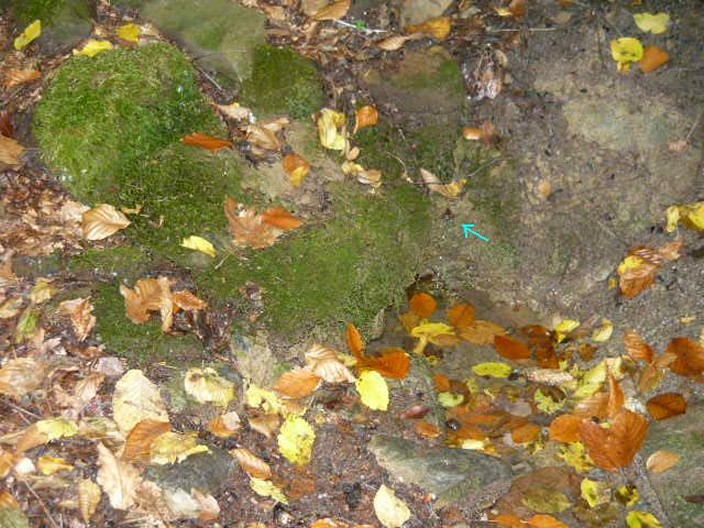 pramen Pod Šternberkem (625) - říjen 2008