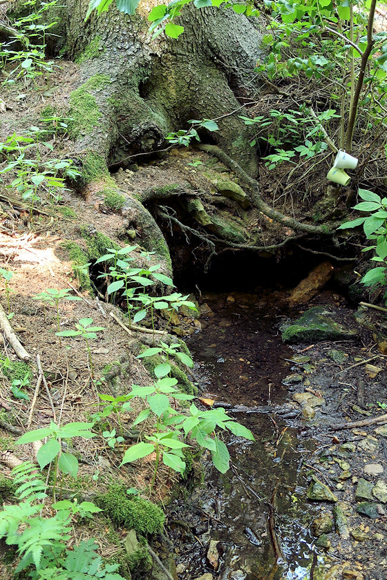studánka U Kačenky (768) - červenec 2021