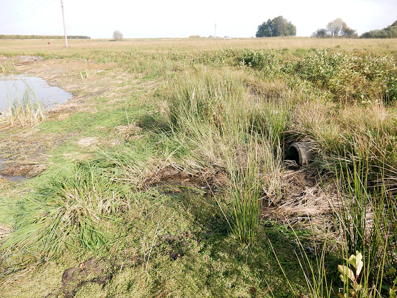 pramen Korouhevský potok 2 (13584) - říjen 2020