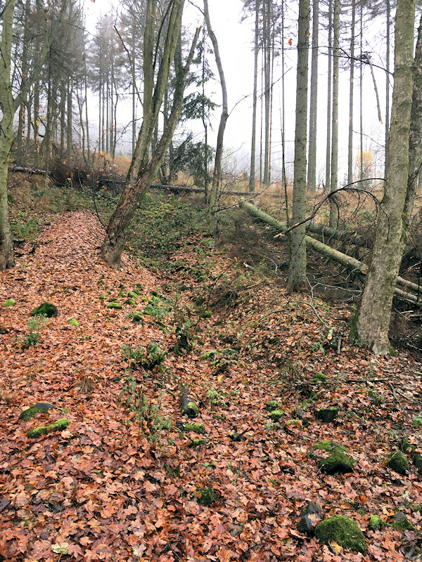 prameniště Modla (13611) - listopad 2020