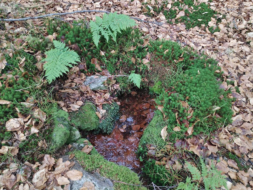 Jedlová studánka (13627) - listopad 2020