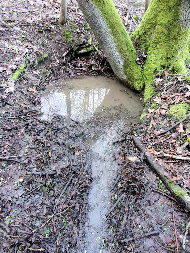 Narcisová studánka (13647) - březen 2020
