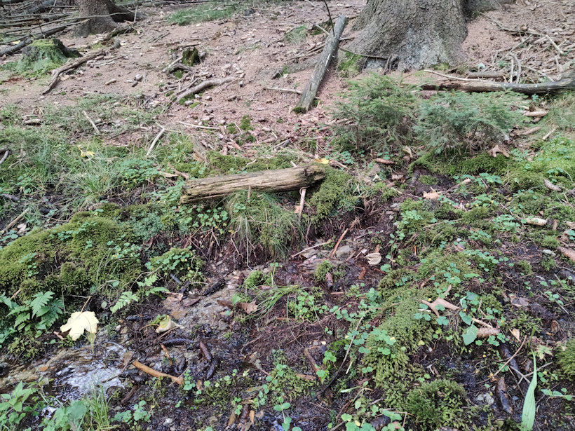 studánka bez jména (14099) - září 2021