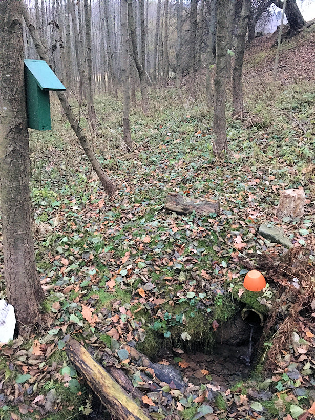 studánka V Číčovickém údolí (14163) - listopad 2021