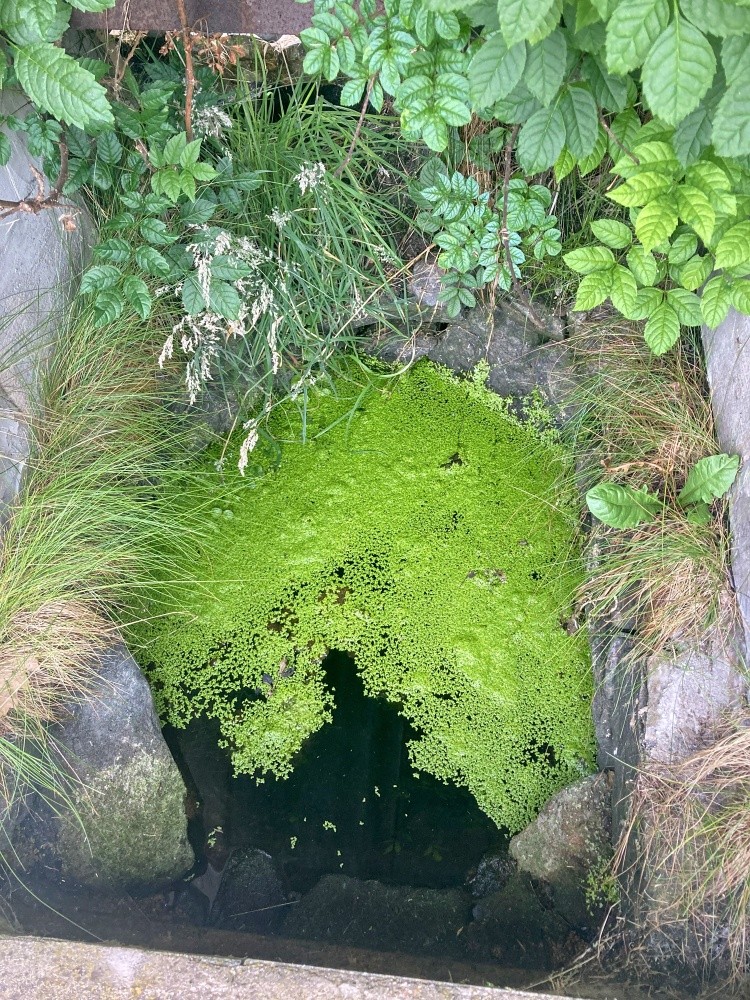 studánka bez jména (14208) - červenec 2025