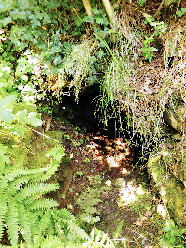 studánka U Bárnyho (14617) - červenec 2022