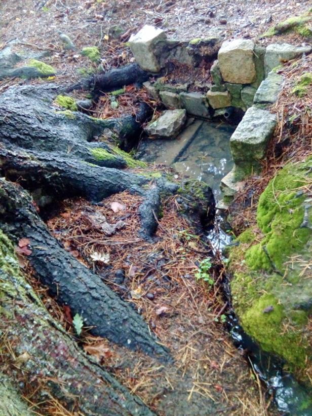 studánka Pod borovicí (14970) - srpen 2023