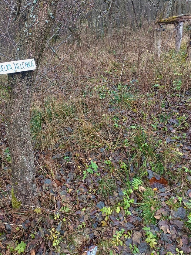 studánka Helenka - Hoštecká - Thürmerova kyselka (15050) - listopad 2023