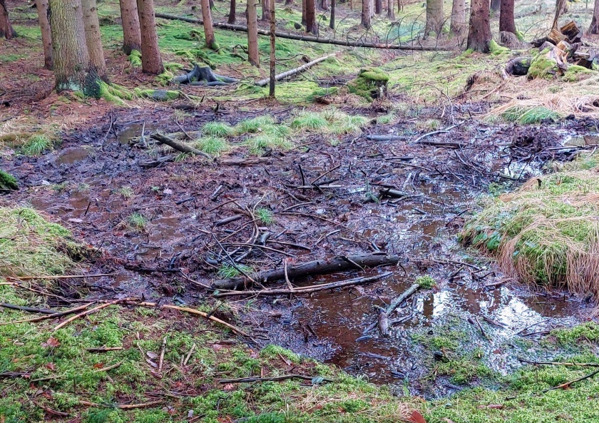 prameniště Nad Břečťankou (15109) - únor 2024