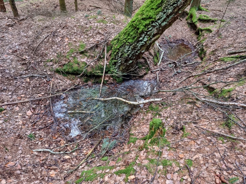studánka bez jména (15159) - březen 2024