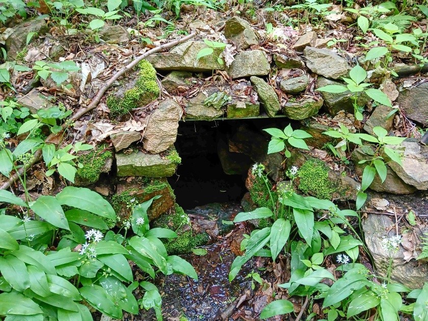 studánka bez jména (15204) - květen 2024