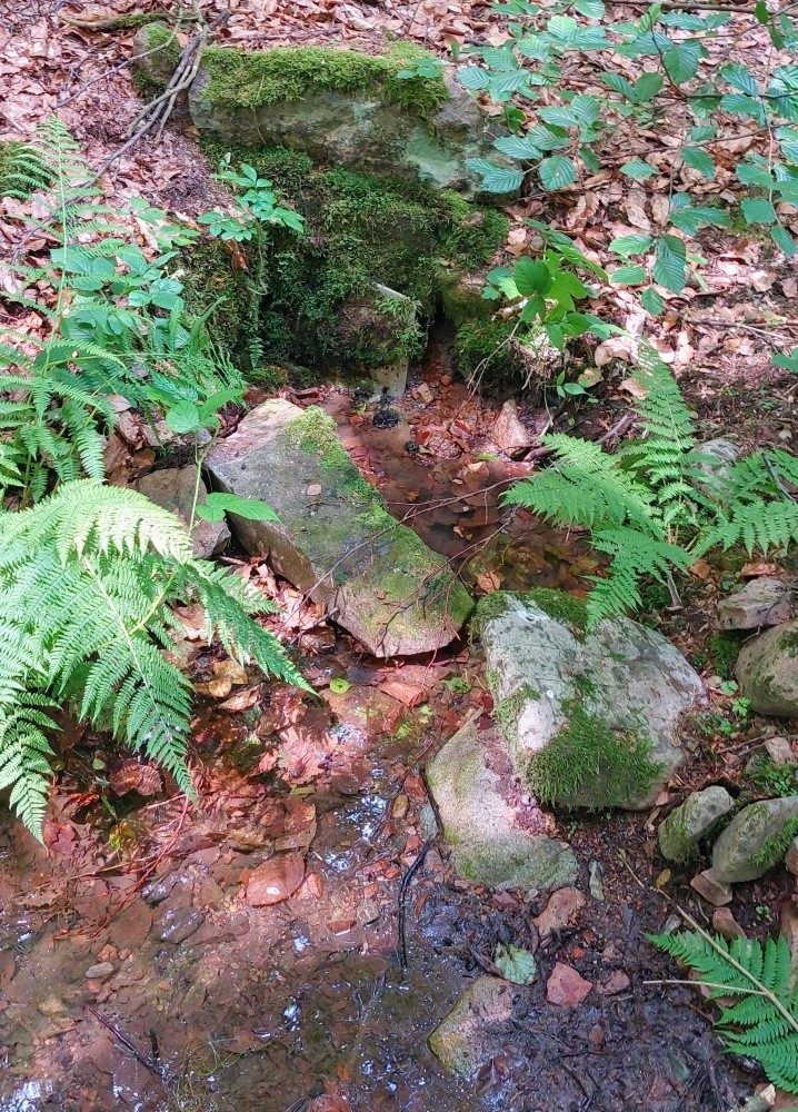 studánka Osada starých supů 1 (15244) - červen 2024