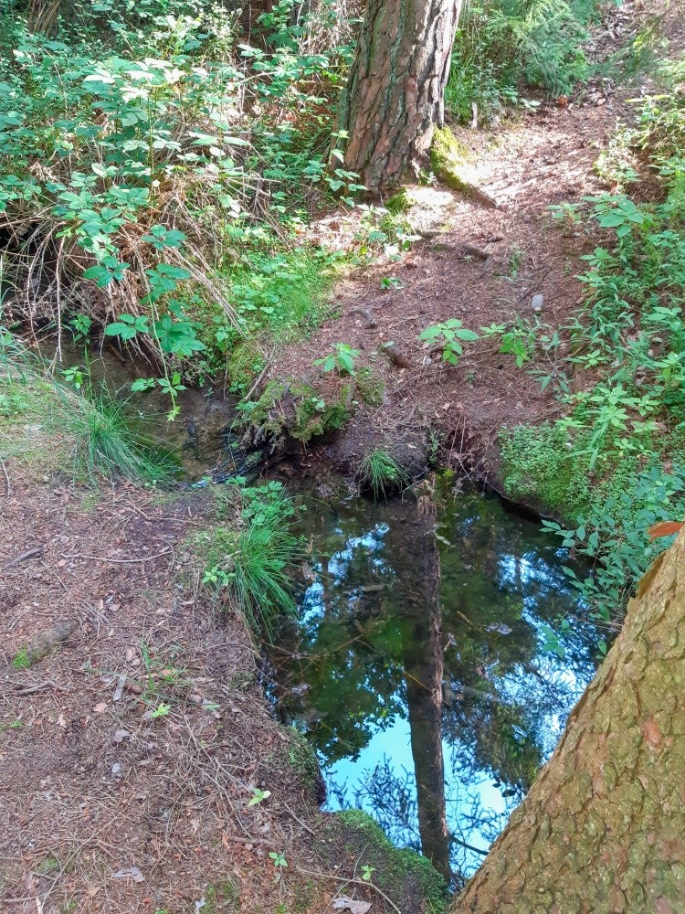 studánka bez jména (15253) - červen 2024