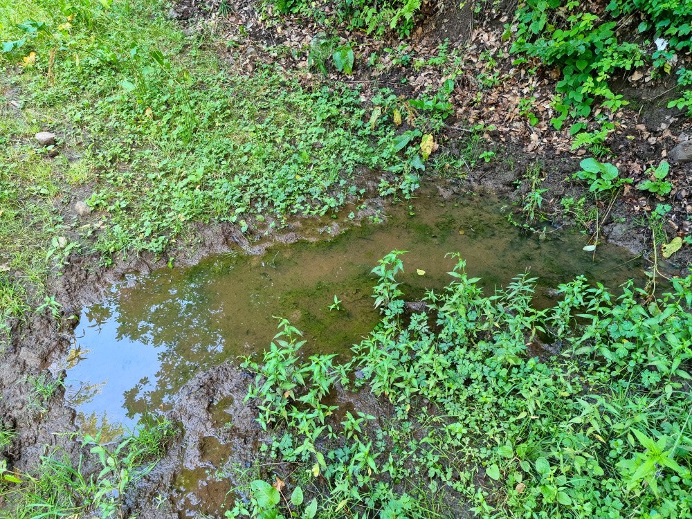 studánka bez jména (15286) - srpen 2024
