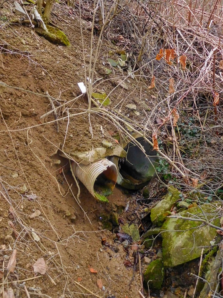 studánka Omická Studýnka (15398) - březen 2025