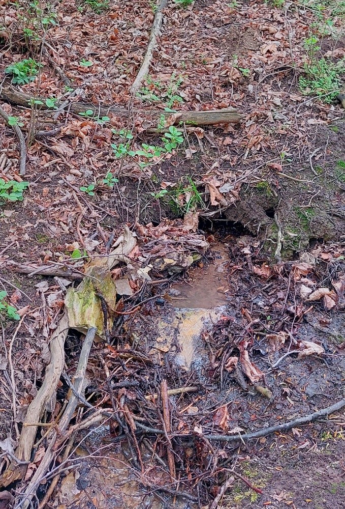 studánka Nad Zavadilkou (15452) - duben 2025