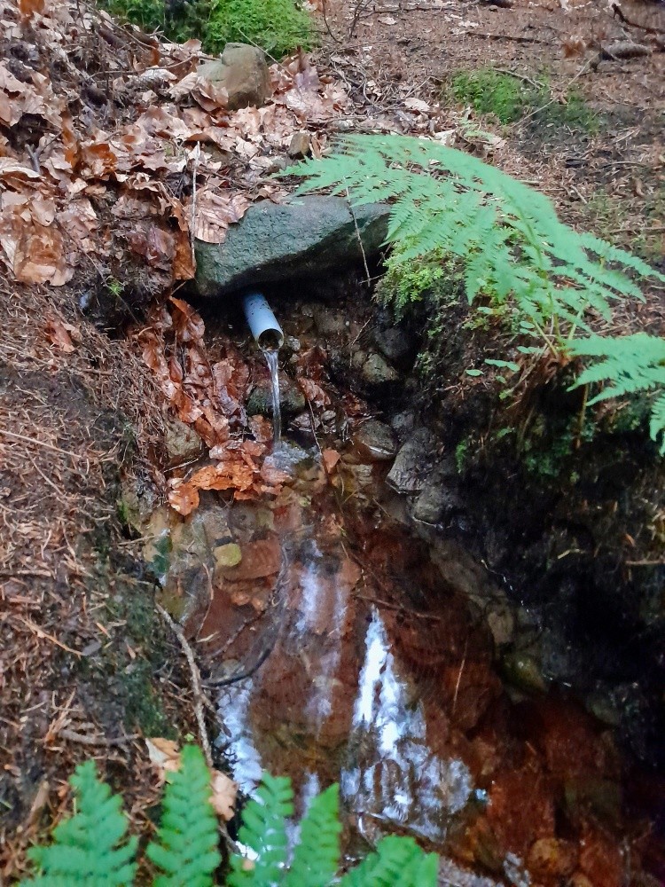 studánka  Pod bukem (15509) - červenec 2025