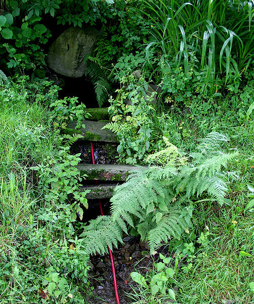 studánka bez jména (1569) - červenec 2009