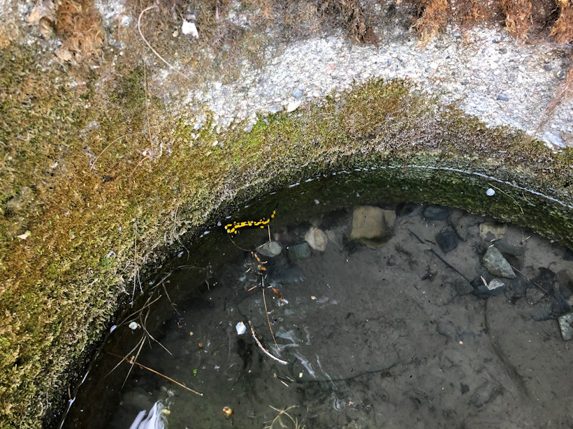 studánka U Papratné (1590) - duben 2020