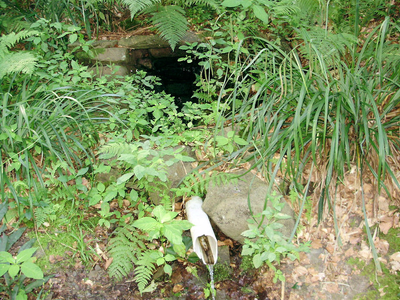 studánka Nad Gabrielkou (1637) - červenec 2009