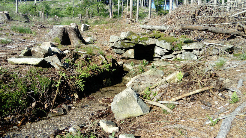 studánka bez jména (1981) - červen 2020