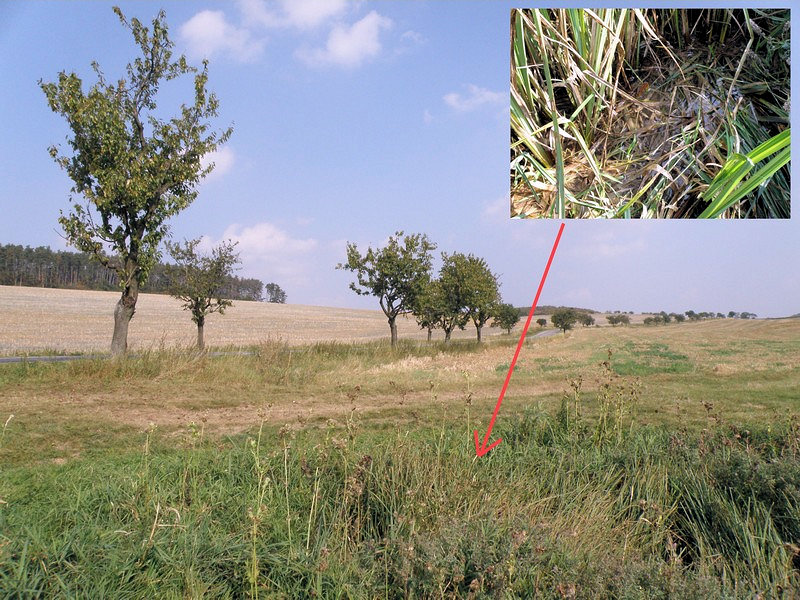 pramen pramínek Kadlecová (1991) - říjen 2009