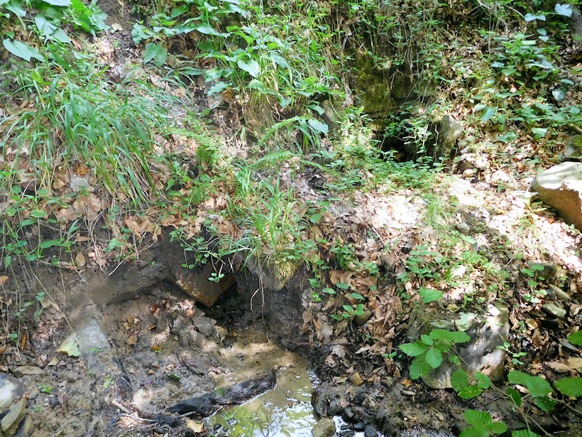 studánka U Tománkovy hájenky (2079) - srpen 2022
