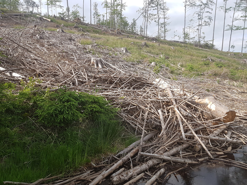 studánka Nad Ploštinou (2354) - červen 2020