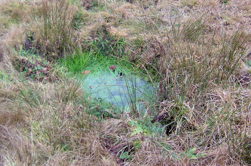 studánka Zašovice (2469) - prosinec 2009