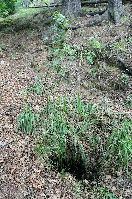 studánka Pod Děkanskou skalou (2490) - prosinec 2009