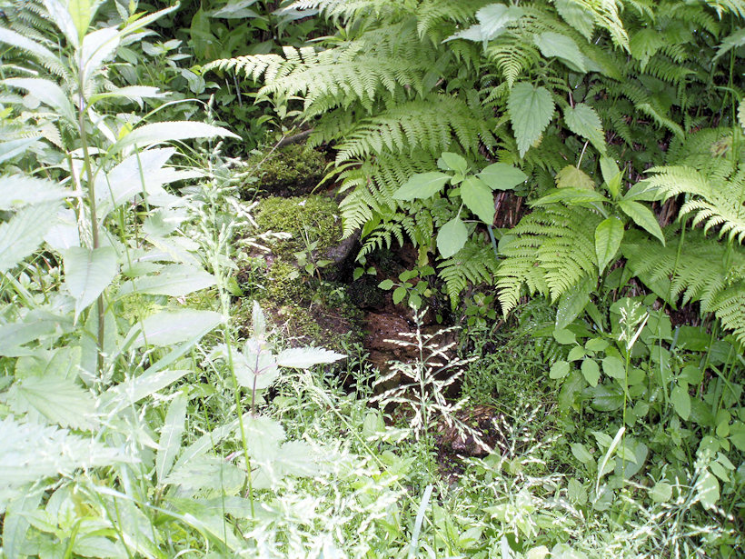 prameniště Pramen Pekelského potoka (2573) - leden 2010