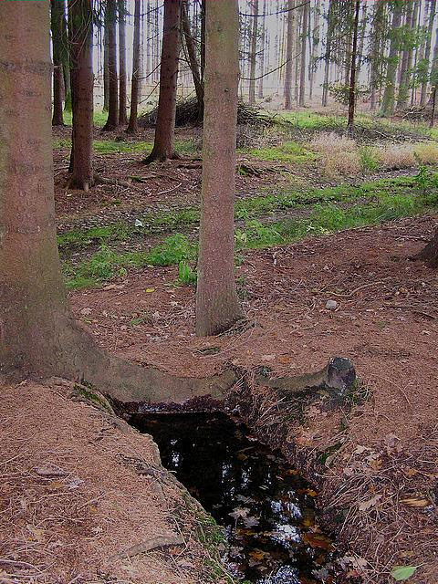 studánka Lesní (2648) - leden 2010