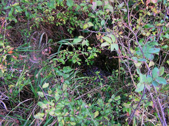 studánka U Zbuše - Zapomenutá (2649) - leden 2010
