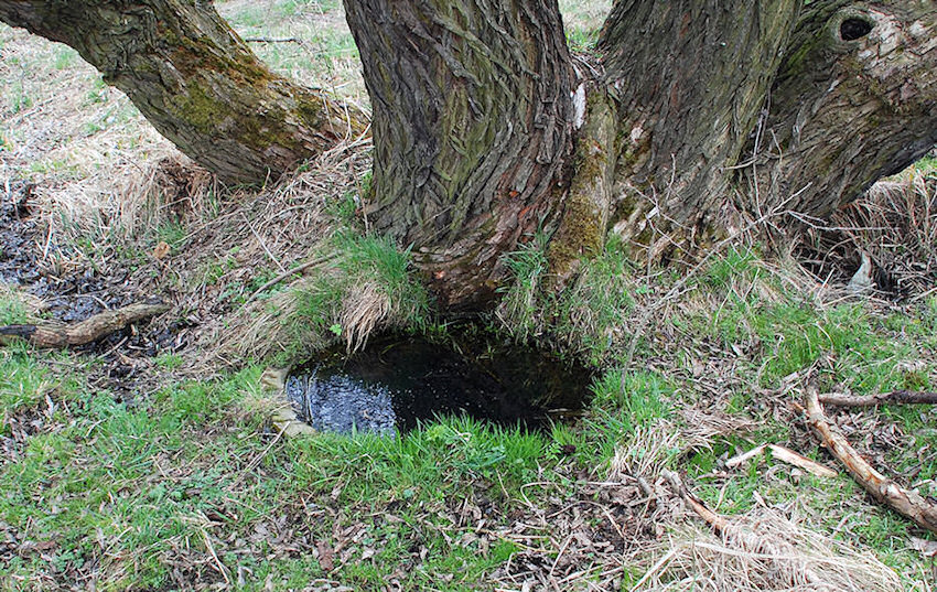 studánka Zelená (2887) - duben 2010