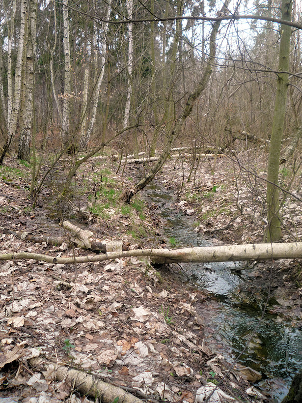 prameniště Za lesní školkou (2949) - duben 2010