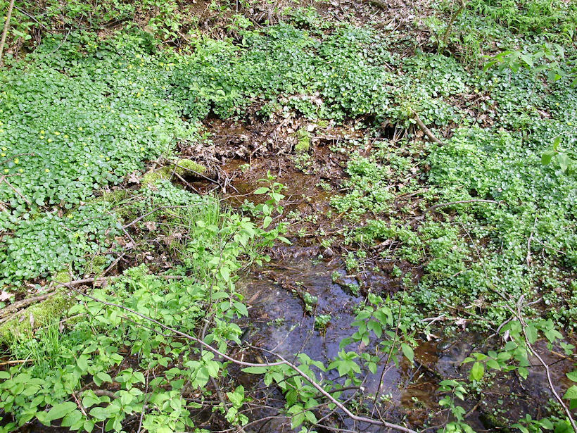 prameniště bez jména (3050) - duben 2010