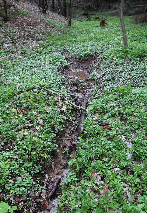 prameniště Palések (3082) - duben 2010