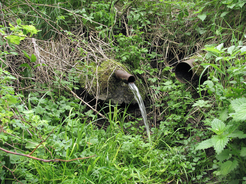 studánka Na Pančavě (3236) - květen 2010