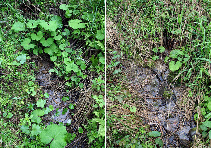 Prameny potoka Úlehla (3255) - květen 2010