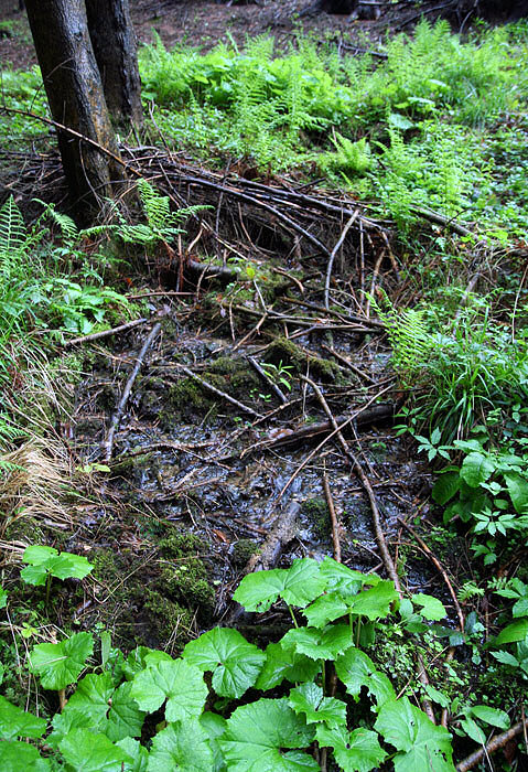Mechový pramen (3256) - květen 2010