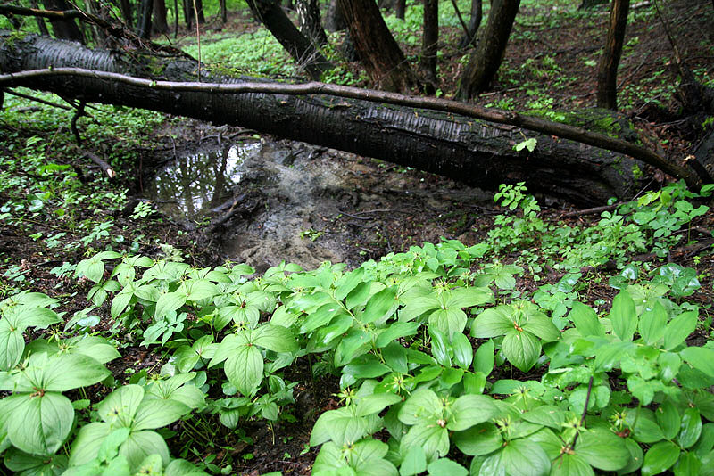 studánka Pod Starou třešní (3257) - květen 2010